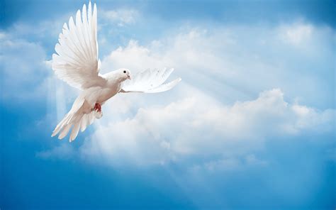 White Dove Wallpapers Top Free White Dove Backgrounds Wallpaperaccess