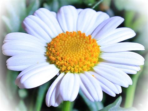 Free Photo Marguerite Flower Blossom Bloom Free Image On Pixabay