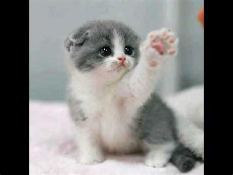 Download now foto cute ini warna warni bando baby nastusha yang bikin. Gambar kucing comelnya!!!! - YouTube