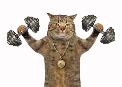 Cat Bodybuilder With Dumbbells Stock Photo Image Of Dumbbell Closeup