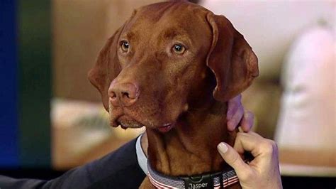 Dana Perino Goodbye Jasper — Fox News Dana Perino Best Dog Breeds