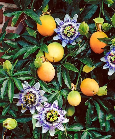 It is applied to plants collectively to mean all edible plant matter, including the flowers, fruits, stems, leaves, roots, and seeds. Passion Fruit - Passion Fruit Juice Nutrition Facts ...