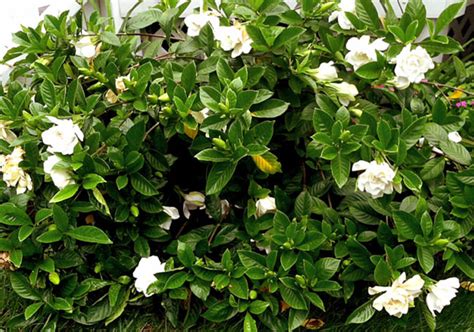 Growing Gardenia Plant How To Grow Gardenia In A Container