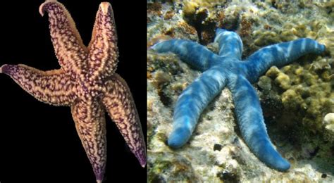 Northern Pacific Sea Star And Image Eurekalert Science News Releases