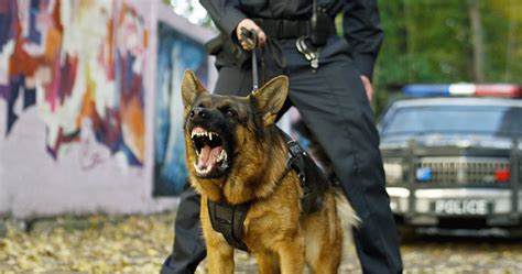 Obrazy Police Dog Barking — Zdjęcia Wektory I Wideo Bez Tantiem