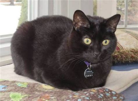 It deflated a tiny bit after i removed it. cat loaf | Tumblr