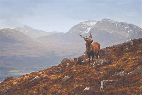 Scotland Highlands Tour Veterinaria Online