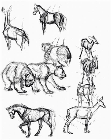 Simple Animal Anatomy Cartoon Drawings Sketches Cartoon Drawings Of