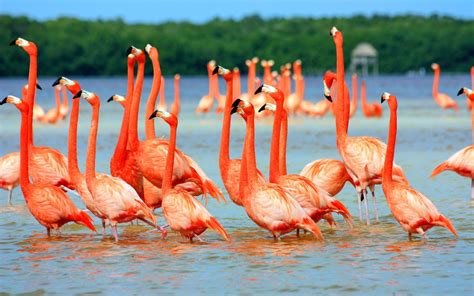 We did not find results for: Flamingo Birds In Water Wallpaper: Desktop HD Wallpaper ...