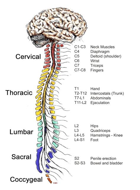 How Does The Spinal Cord Work Reeve Foundation