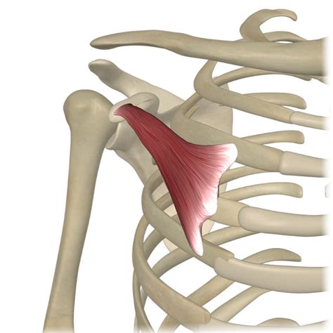 The Pectoralis Minor Muscle Its Attachments And Actions Yoganatomy