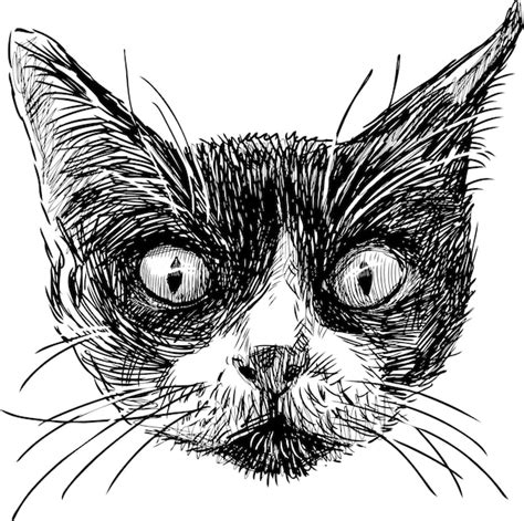 Premium Vector Sketch Of The Cat Head