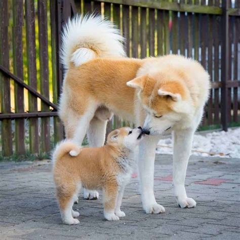 Akita Inu Care Akita Inu Puppy Akita Dog Japanese Dogs