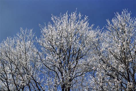 Frost Bäume Winter Bilder Kostenlos Zum Download Titania Foto