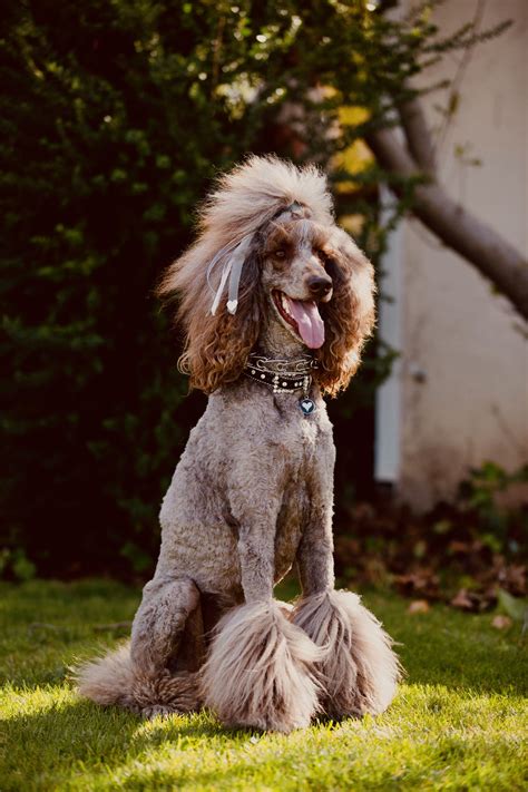 14 Funny Haircuts For Poodles That Will Make Your Day Happy Artofit