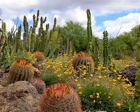 Cactus Garden Desert Garden Arizona Gardening Desert Landscaping