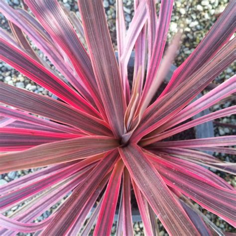 'electric pink' is a relatively new cultivar, with an uncertain parentage, but it seems to be a smaller cordyline (3 to 4 feet high) that does not form a trunk like most c. Cordyline 'Electric Pink' - Mid Valley Trees