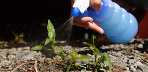 This Homemade Weed Killer Really Works