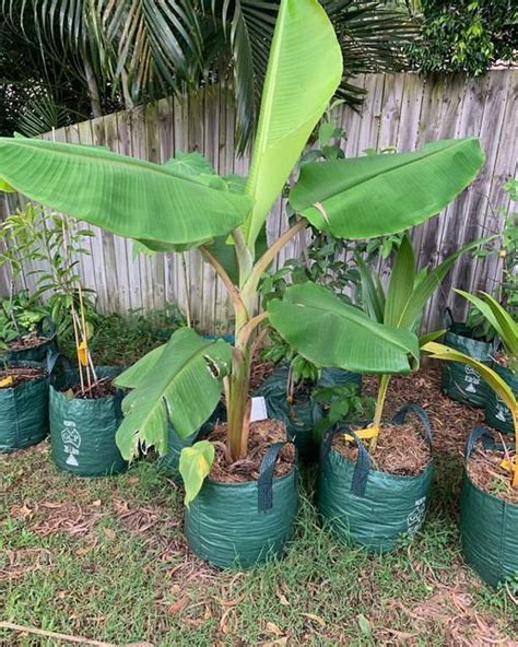 How To Grow Banana Trees Growing Banana Trees In Pots