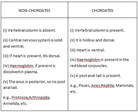 Chordates Study Guide Inspirit