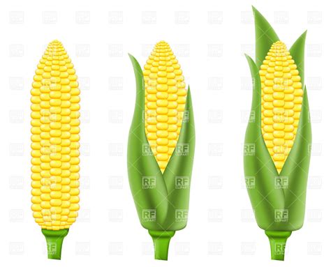 Maize Types Clipart 20 Free Cliparts Download Images On Clipground 2024