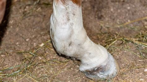 Tendon Sheath Swelling The Horses Advocate