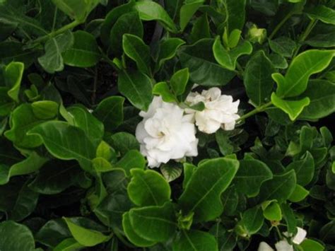 Gardenia er et elegant eksemplar. Gardenia Veitchii - Trees & More Ltd