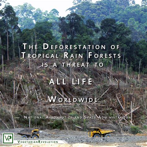 The Deforestation Of Tropical Rain Forests Is A Threat To All Life