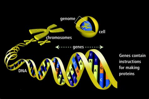 Los Genes Mutaciones Y La Herencia Genética