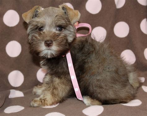 Learn about the veterinary topic of acquired portosystemic shunts in small animals. OneSmallSchnauzer New Puppies