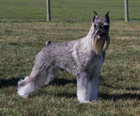 Quasar Standard Schnauzers | Potomac Valley Standard Schnauzer Club