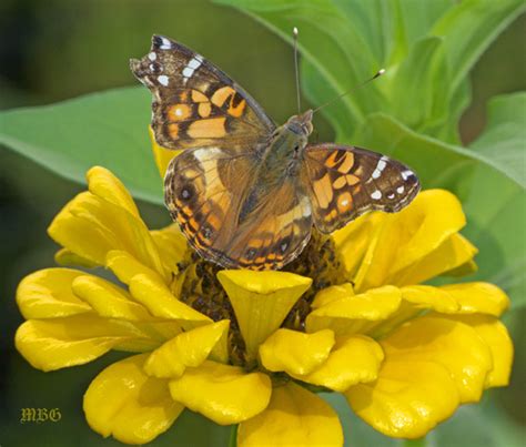Late Season Butterflies Swarm Minnesota Monarch Butterfly