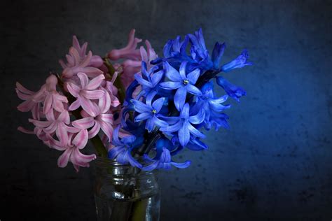 รูปภาพ ปลูก กลีบดอกไม้ กระจก แจกัน สีน้ำเงิน สีชมพู ปิด ยังมี
