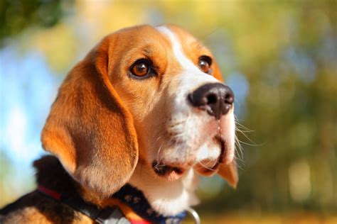 Download Close Up Depth Of Field Muzzle Dog Animal Beagle 4k Ultra Hd