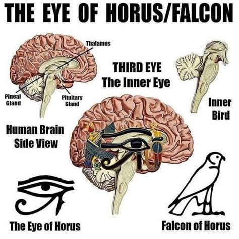 Eye Of Horus Meaning In 2020 Ancient Knowledge Eye Of Horus Pineal Gland