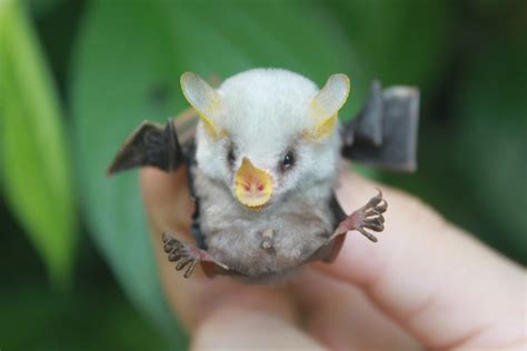 Tiny Honduran White Bats Way Cool Pictures