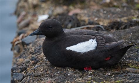 Black Guillemot Also Known As A Tystie In The Scottish Isl Flickr