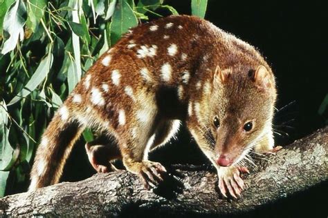 Discovery Of Spotted Tail Quoll Thought Extinct In Sa Sparks Hopes Of