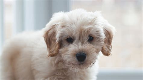 Everything You Need To Know About Cockapoo Puppies Pet Lastminute