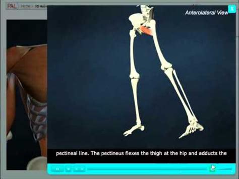 Pectineus pain is commonly due to one of two factors: Pectineus - YouTube
