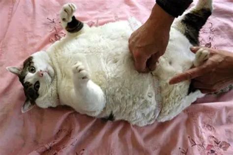 The Health Risks To Overweight Cats