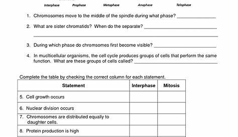 14 Best Images of Biology Cell Cycle Worksheet - Cell Organelles