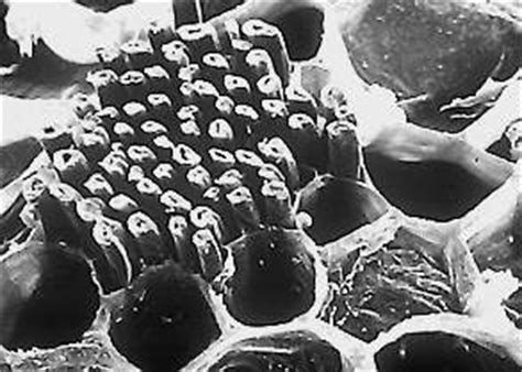 * only plant cells have chloroplasts. Botany online: Supporting Tissues - Conducting Tissues