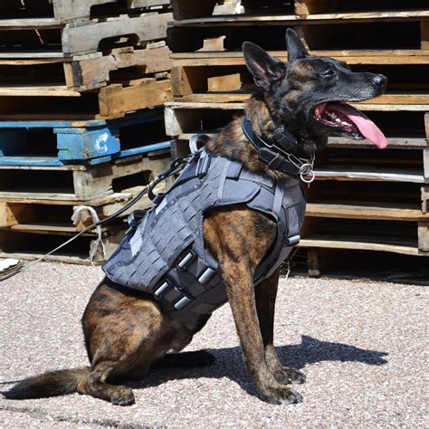 Nomad Ballistic Body Complete Set K9 Harness Ray Allen Manufacturing