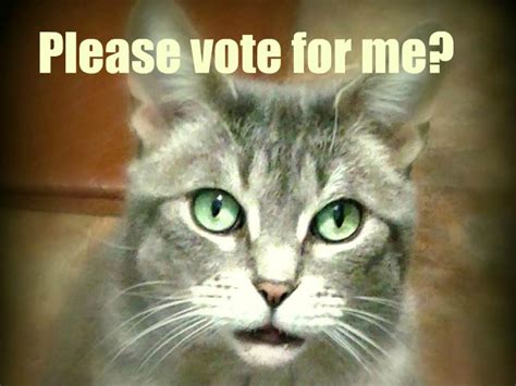 Will You Help My Kitty Brother Vote For Amazecats Next