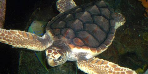 Loggerhead Sea Turtle Burke Museum