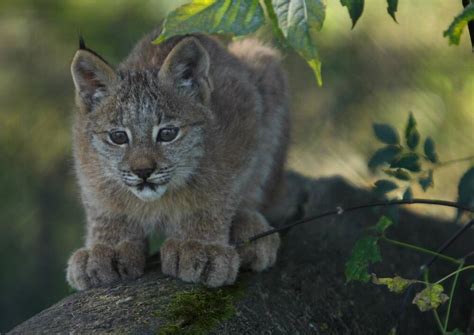 Baby Lynx Glossy Poster Picture Photo Print Cute Adorable