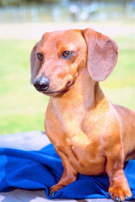 This is the price you can expect to budget for a dachshund with papers but without breeding rights nor show quality. Dapple Dachshund Price | PETSIDI