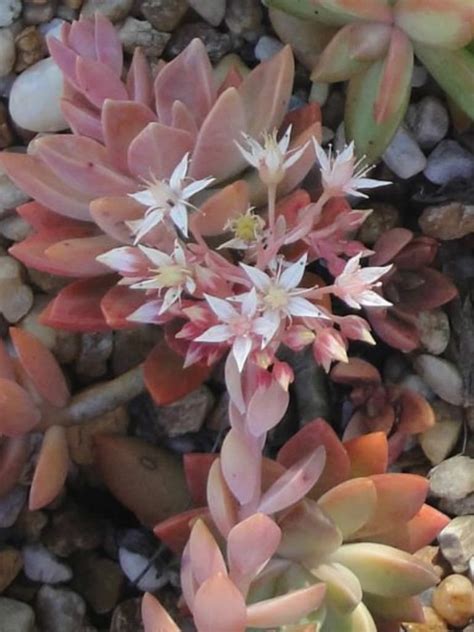 We did not find results for: ×Graptosedum 'California Sunset' - World of Succulents