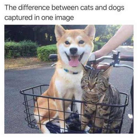 10 Funny Cat Vs Dog Memes Factory Memes